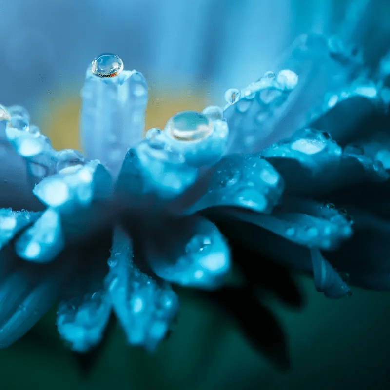 [Lymphatic Drainage Support] Nature's Sunshine Lymphatic Drainage Support Liquid Herbal Dietary Supplement | Traditional Formula | 2 fl.oz | Supporting Health | Vitamins and Supplement | Local Warehouse